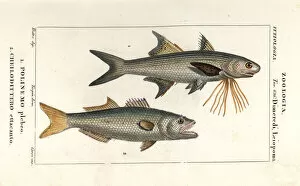 Striped threadfin and bluefish