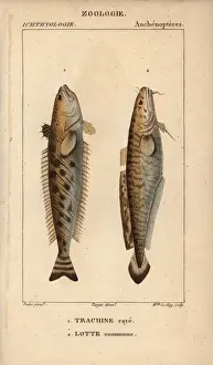 Striped weever, Trachinus lineolatus, and ling