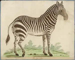 Equus Prints: ZEBRA
