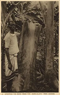Images Dated 15th March 2017: Stripping the bark from the barkcloth tree, Uganda