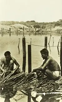 Bangladesh Prints: Stripping Jute Fibre - Bangladesh
