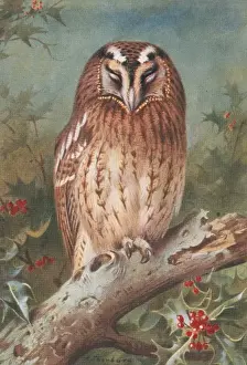 Archibald Prints: Strix aluco, tawny owl
