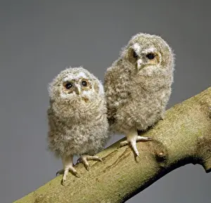 Strix aluco, tawny owl