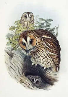 Strix aluco, tawny owl