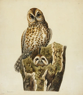 Images Dated 27th March 2013: Strix aluco, tawny owls