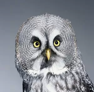 Strix nebulosa, great grey owl