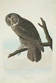 Strix nebulosa, great grey owl