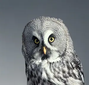 Strix nebulosa, great grey owl