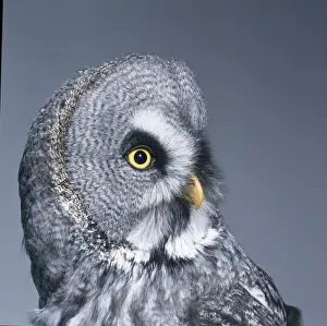 Strix nebulosa, great grey owl