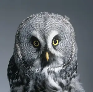 Strix nebulosa, great grey owl