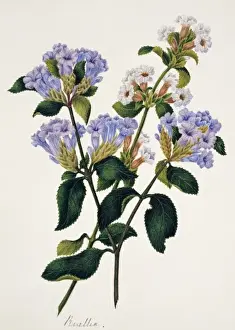 Cockburn Prints: Strobilantes