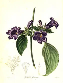 Clustered Prints: Strobilanthes glomerata