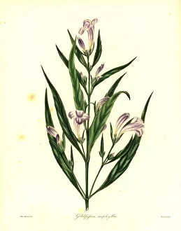 Nevitt Collection: Strobilanthes persicifolia
