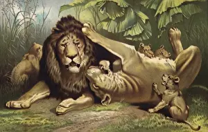 Lioness Prints: The Strobridge Lithographing Co. Calendar, 1883