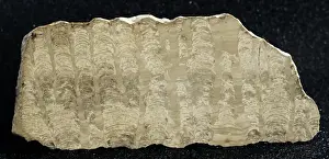 Stromatolite
