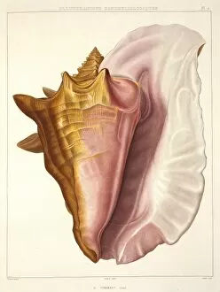 Aperture Gallery: Strombus gigas, queen conch