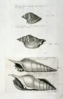 Conch Collection: Strombus pugilis, West Indian fighting conch