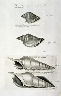 17th Century Prints: Strombus pugilis, West Indian fighting conch