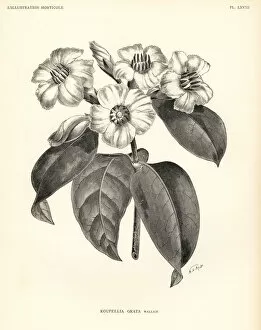 Poison Collection: Strophanthus gratus