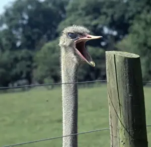 Struthio camelus, ostrich