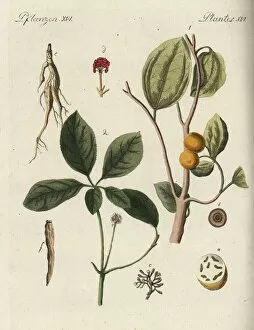 Bilderbuch Collection: Strychnine tree and ginseng root