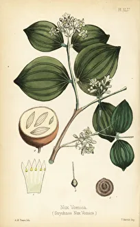 Quaker Collection: Strychnine tree or poison nut, Strychnos nux-vomica
