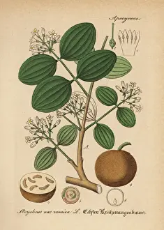 Gewachse Prints: Strychnine tree, Strychnos nux-vomica