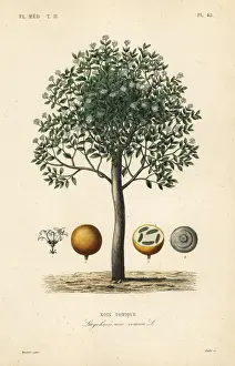 Strychnine tree, Strychnos nux-vomica