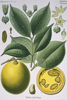 Climber Prints: Strychnos ignatii, St. Ignatiuss bean