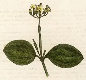 Strychnos Nux-Vomica