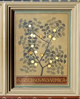 Gentianales Prints: Strychnos nux vomica, strychnine tree