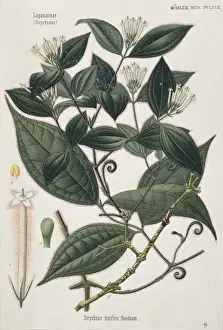 Gentianales Prints: Strychnos toxifera, strychnos vine