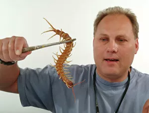 Stuart Collection: Stuart Hine with Scolopendra gigantea, giant centipede