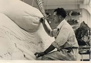 Aquatic Gallery: Stuart Stammwitz working on blue whale model, 1938, The Natu