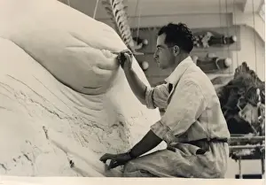 Eutheria Prints: Stuart Stammwitz working on blue whale model, 1938, The Natu