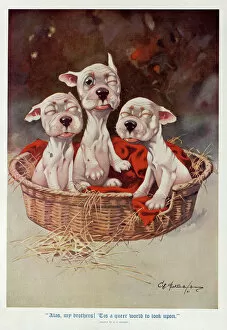 Blanket Collection: Studdy - Three newborn puppies slowly open their eyes