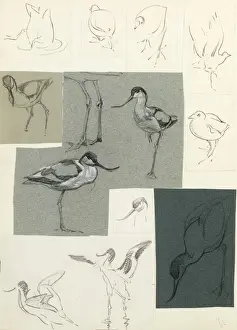 Wading Prints: Studies of avocets