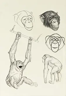 Chimps Prints: Studies of chimpanzees