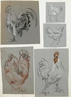 Images Dated 21st December 2011: Five studies of a cockerel