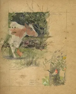 Studies of cow and robin by Muriel Dawson