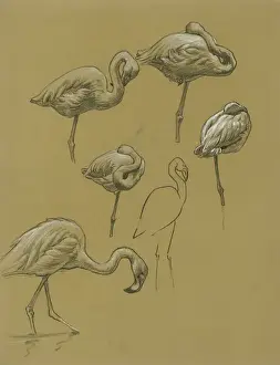 Flamingoes Prints: Studies of Flamingoes
