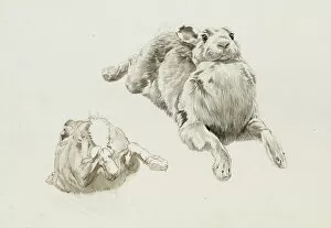 Leaping Collection: Studies of a hare