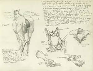 Pelvis Prints: Studies of a horse