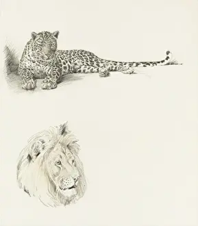 Mane Prints: Studies of a Leopard and a Lion