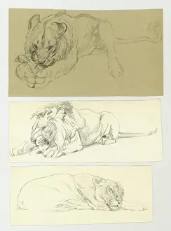 Studies of a Lioness