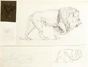 Images Dated 21st December 2011: Studies of lions