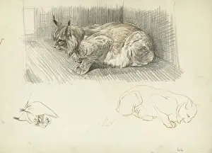 Lynx