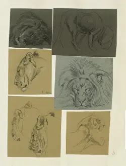 Lioness Prints: Studies of male and female Lion