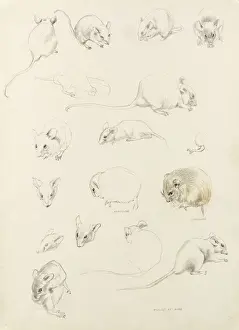 Studies of mice