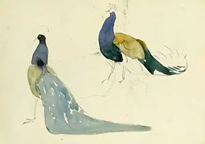 Studies of peacocks